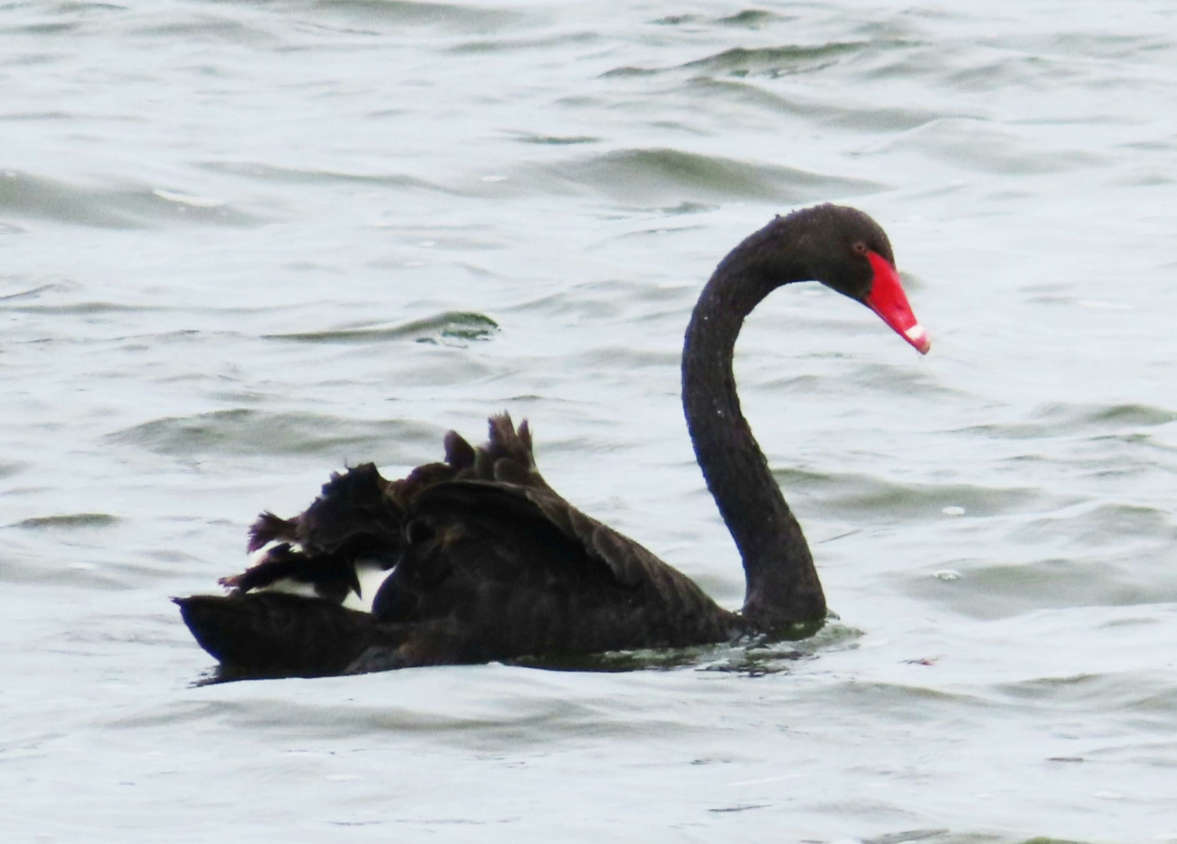 Black swan on Tichigan Lake